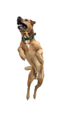 izole köpek jumping