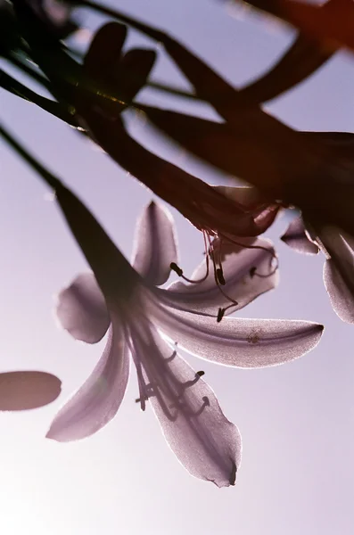 Çiçek açması lily of nile — Stok fotoğraf