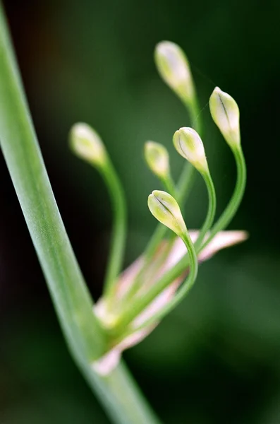 Mutated Lily of the Nile — Stock Photo, Image