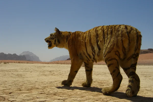 Tigre de pelúcia no deserto — Fotografia de Stock