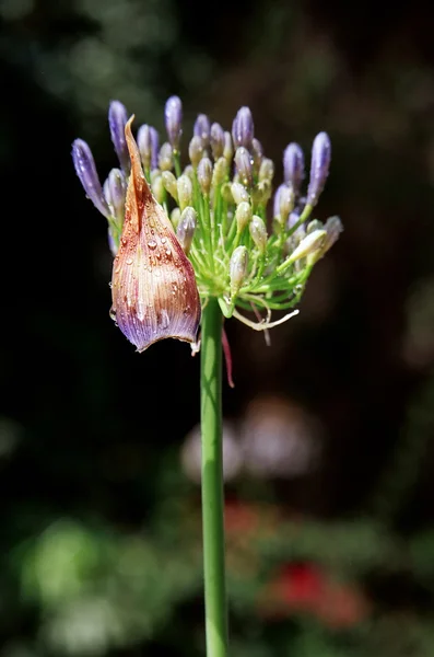 Kvetoucí lily of the nile — Stock fotografie