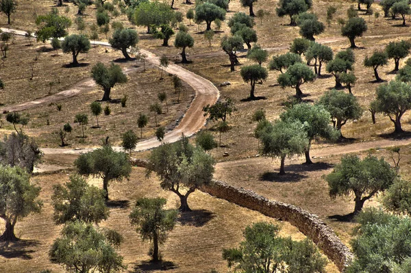 Olive Trees Grove — Stock Photo, Image