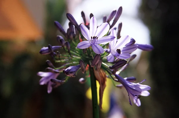 Bloeiende lily of the nile — Stockfoto