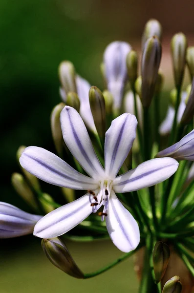 Kvetoucí lily of the nile — Stock fotografie