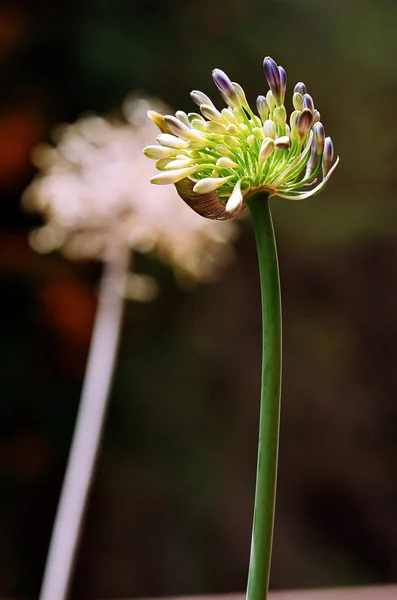 Floreciendo VS Muerto —  Fotos de Stock