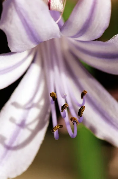 Lirio floreciente del Macro del Nilo — Foto de Stock