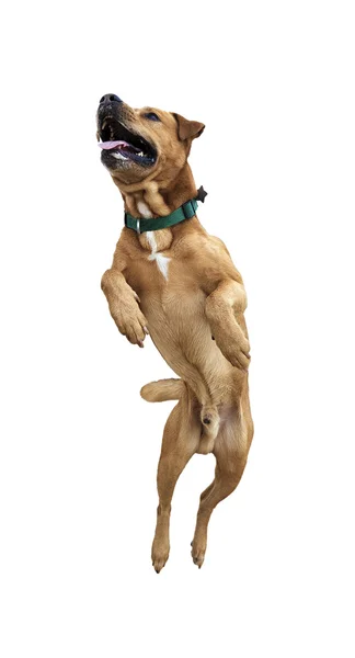 izole köpek jumping