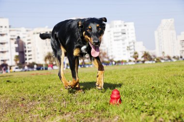 beauceron Avustralyalı çoban köpeği çiğnemek oyuncak sonra çalışan