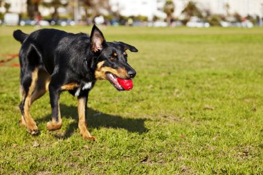 beauceron Avustralya çoban köpeği ile parkta oyuncak