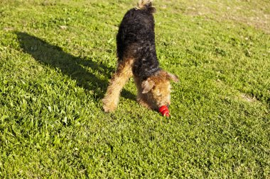 çiğneme oyuncağı ile parkta oynayan airdale terrier köpek
