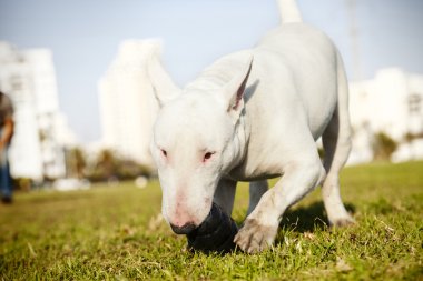 çiğnemek oyuncak Park Bull terrier