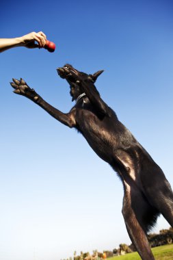 Labrador alma köpek çiğnemek oyuncak Park