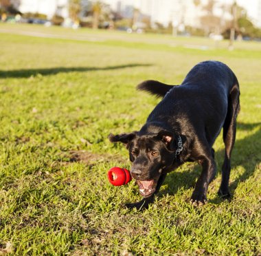 Labrador alma köpek çiğnemek oyuncak Park