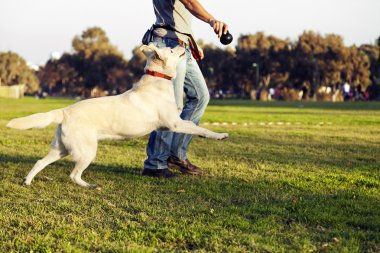 Labrador ve antrenör köpek çiğnemek oyuncak Park ile