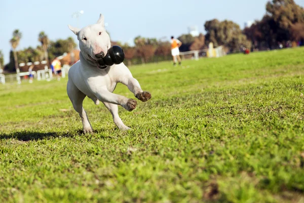 Bull Terrier Kører i parken med legetøj - Stock-foto
