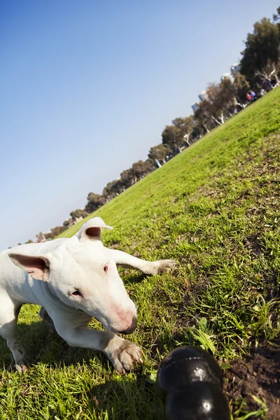 Bull Terrier con Masticare Giocattolo in Parco — Foto Stock