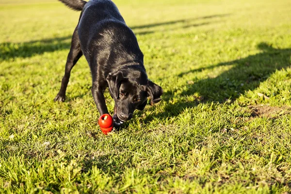 Labrador okouzlující pes žvýkáte hračky v parku — Stock fotografie