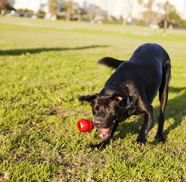 Labrador okouzlující pes žvýkáte hračky v parku — Stock fotografie