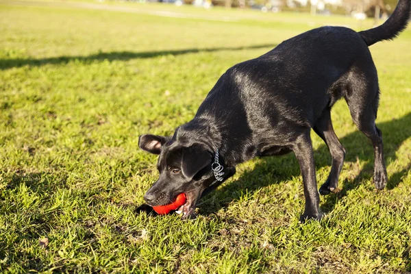 Labrador Fetching Dog Chew Toy at Park — Stock Photo, Image