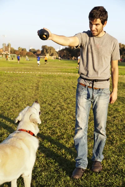 拉布拉多和教练用狗咬胶玩具在公园 — 图库照片