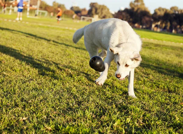 Labrador Fetching Chew Toy in Park — Stock Photo, Image