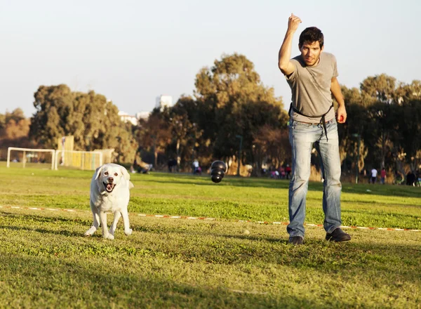 Labrador et formateur avec jouet à mâcher pour chien au parc — Photo