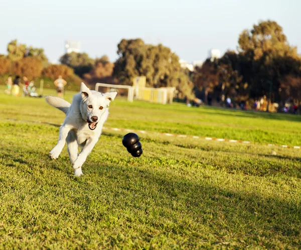 Labrador Fetching Chew Toy no parque — Fotografia de Stock