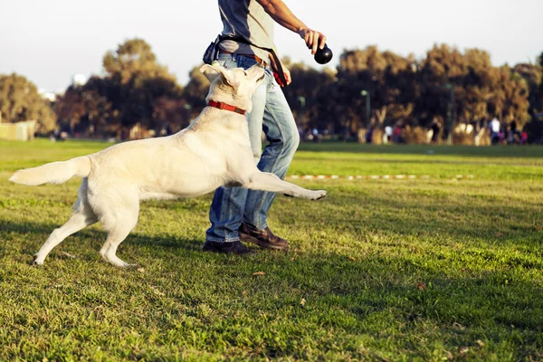 Labrador and Trainer with Dog Chew Toy at Park — Stock Photo, Image