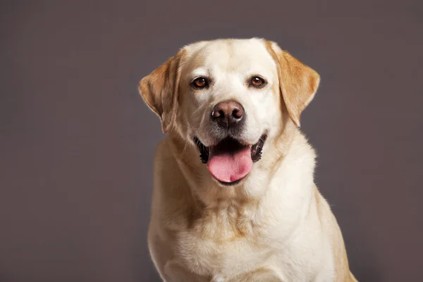 Labrador köpek studio portrsit — Stok fotoğraf