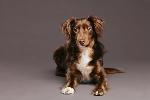 Bruine hond studio portret — Stockfoto