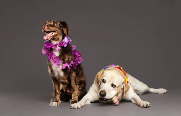 Två hundar studio porträtt — Stockfoto