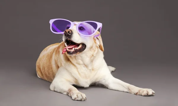 Dois cães Estúdio Retrato — Fotografia de Stock