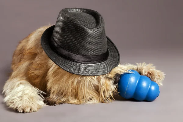 Perro de raza mixta con juguete masticable en el estudio — Foto de Stock