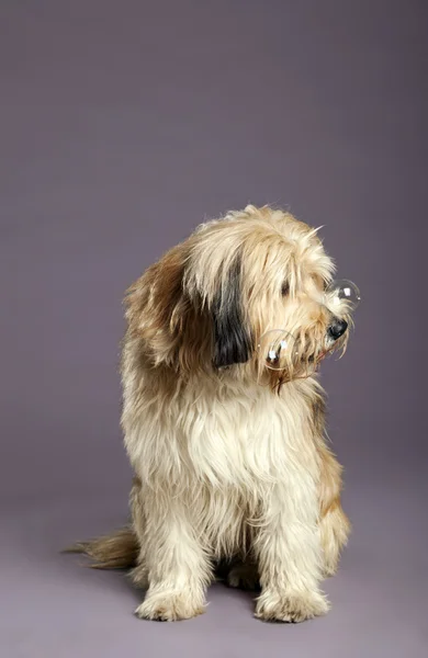 Perro de raza mixta con burbujas en el estudio — Foto de Stock