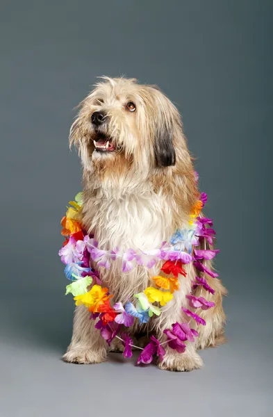 Blandras hund med hawaii-halsband i studio — Stockfoto