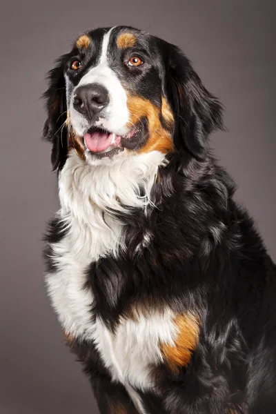 Bernard Sennenhund Estudio Retrato — Foto de Stock