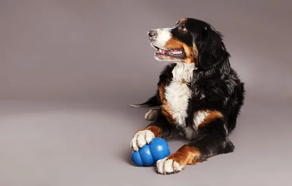 Bernard Sennenhund with Chew Toy at Studio — Stock Photo, Image