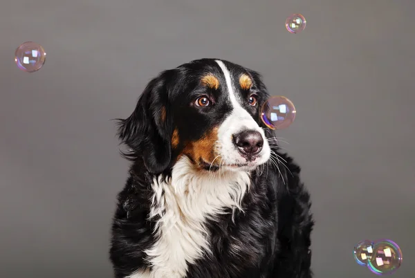 Bernard sennenhund med såpbubblor på studio — Stockfoto