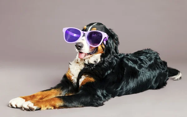 Bernard sennenhund med funky glasögon på studio — Stockfoto