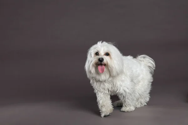 Maltese Dog Studio Portrait — Stock Photo, Image