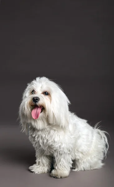Maltese Dog Studio Portrait — Stock Photo, Image