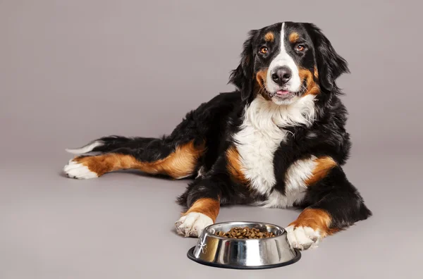 Bernard Sennenhund con Food Bowl en Studio — Foto de Stock