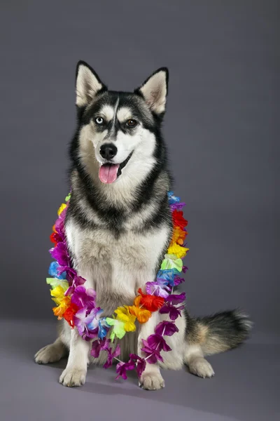 Siberian Husky Studio Retrato con collar de flores de Hawai — Foto de Stock