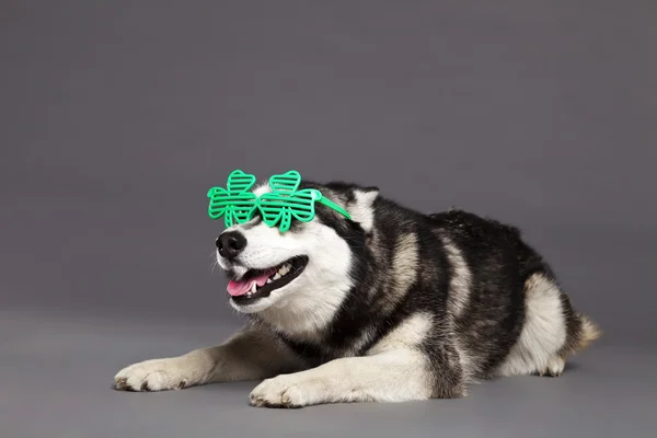 Siberian husky studio porträtt med gröna klöver glasögon — Stockfoto