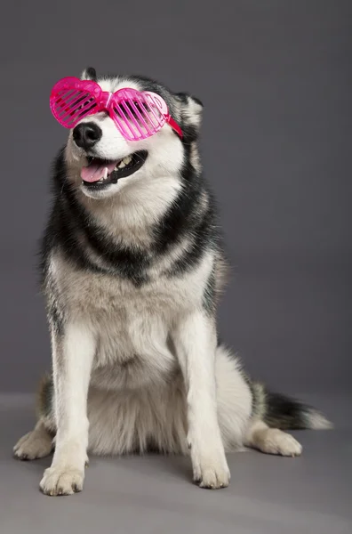 Siberian husky studio porträtt med funky rosa glasögon — Stockfoto