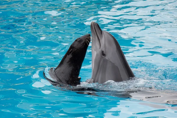 Delfino e foca furtiva — Foto Stock