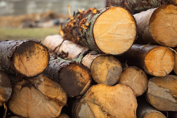 Rönk lucfenyő halom. Fűrészelt fák az erdőből. Fafeldolgozó ipar. Fákat kivágni! — Stock Fotó