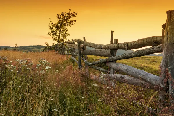 Matin dans la prairie — Photo