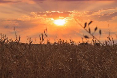 gün batımı buğday alanı