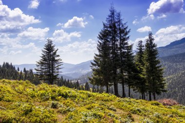 Tepedeki çam ağaçları